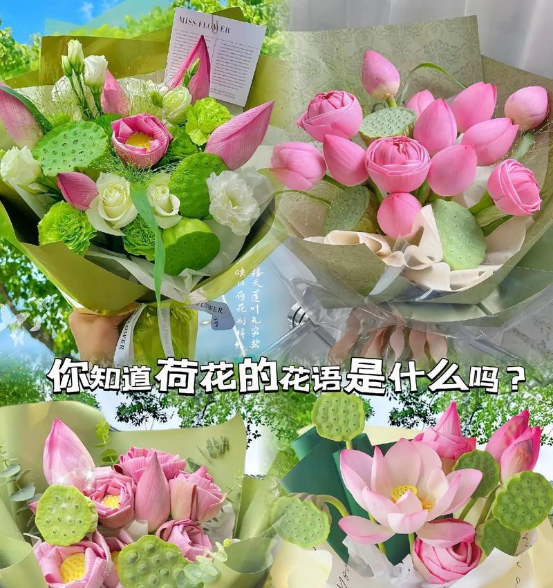 不同荷花品种的花语有何不同？如何选择？