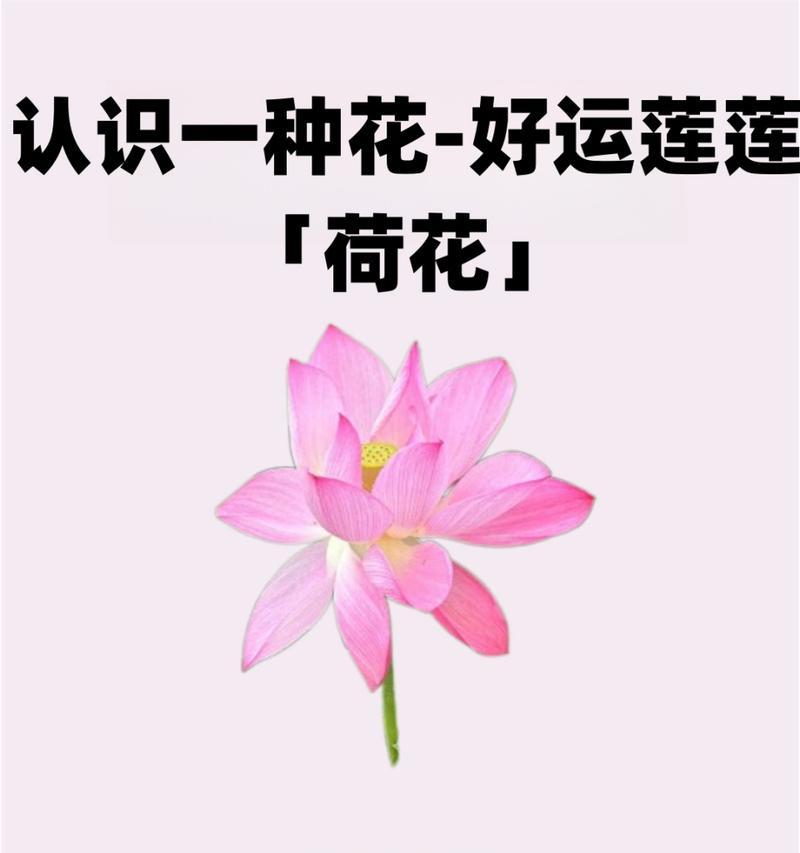 不同荷花品种的花语有何不同？如何选择？