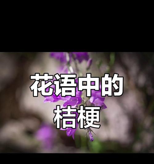 木桔梗的花语有何深意？如何正确种植？