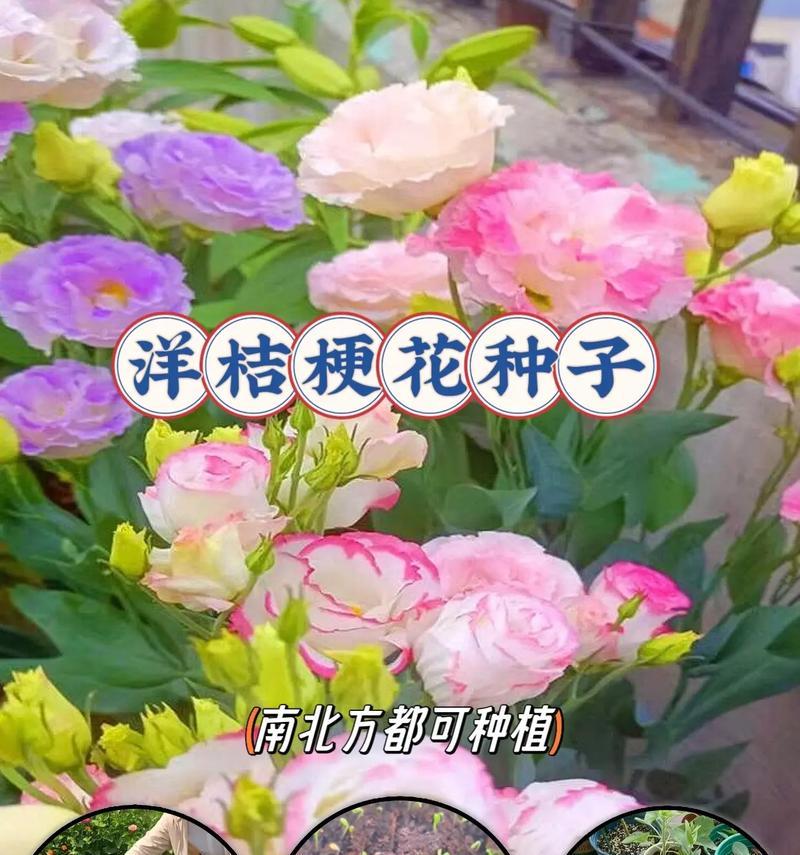 木桔梗的花语有何深意？如何正确种植？