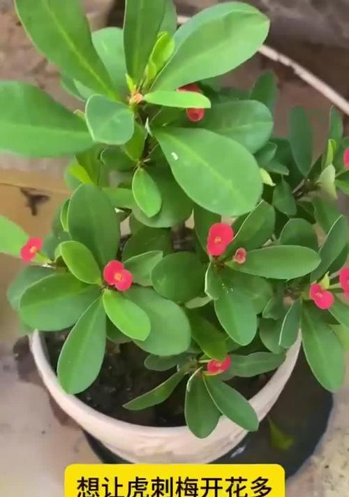 骨刺梅的花语是什么？如何表达爱意？