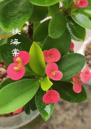 骨刺梅的花语是什么？如何表达爱意？
