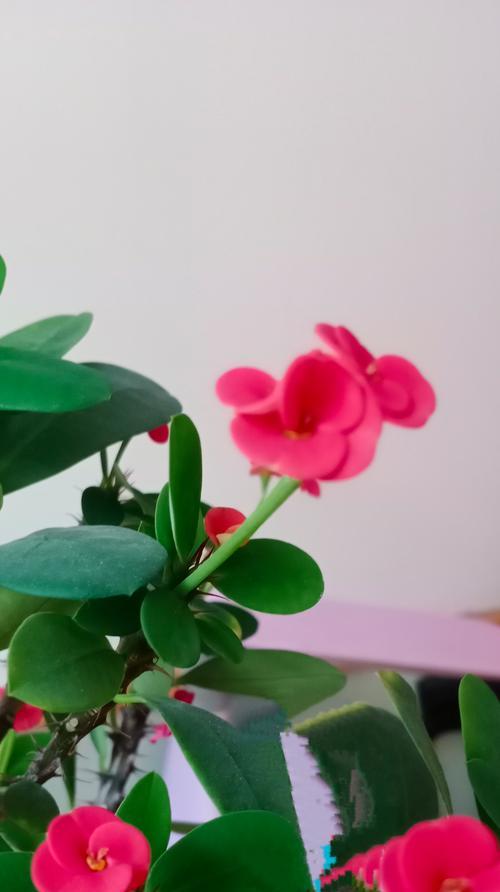 骨刺梅的花语是什么？如何表达爱意？