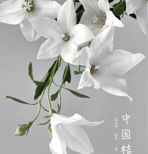 清新花语花卉有哪些？如何挑选？