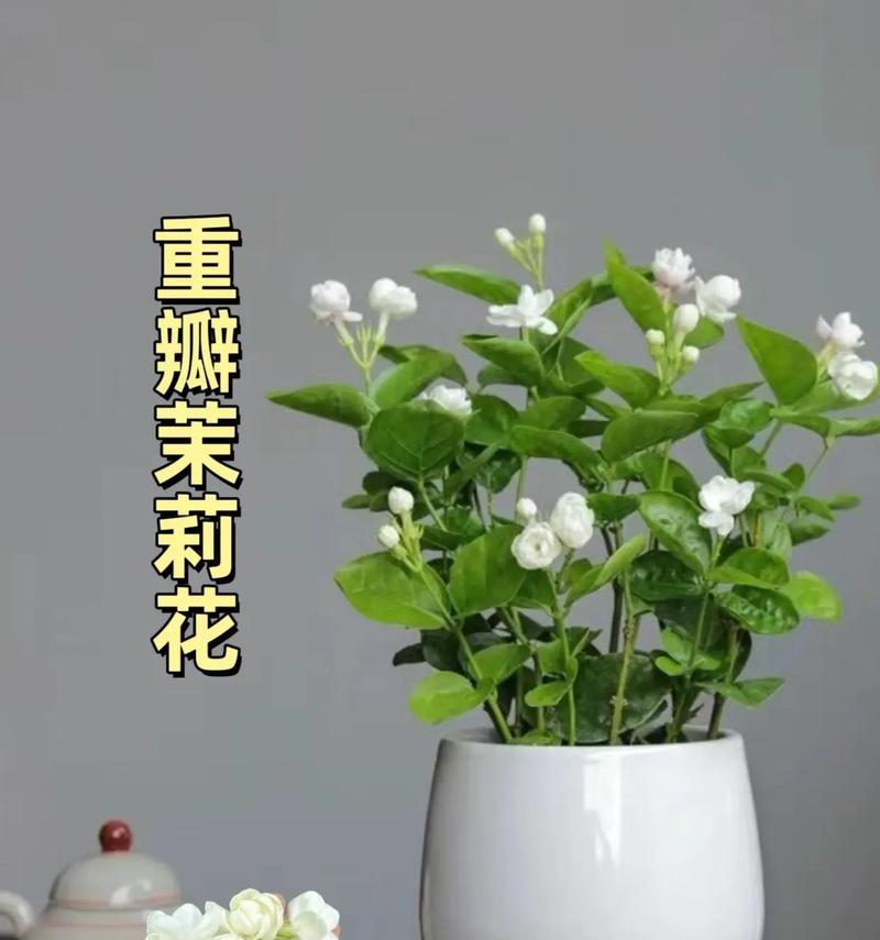 清新花语花卉有哪些？如何挑选？