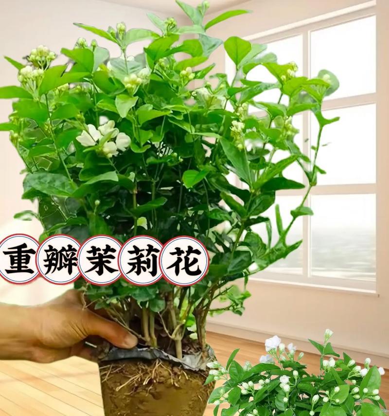 茉莉花束的花语代表什么？送人有何含义？