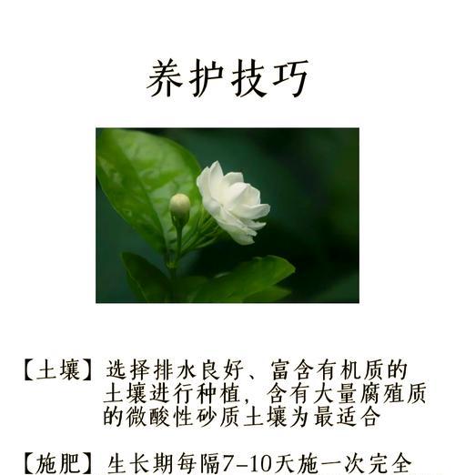 茉莉花束的花语代表什么？送人有何含义？