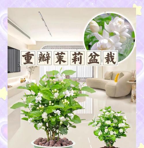 茉莉花束的花语代表什么？送人有何含义？