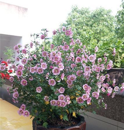 小木槿的花语有何寓意？适合送什么人？