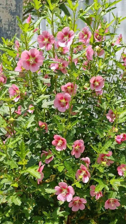 小木槿的花语有何寓意？适合送什么人？