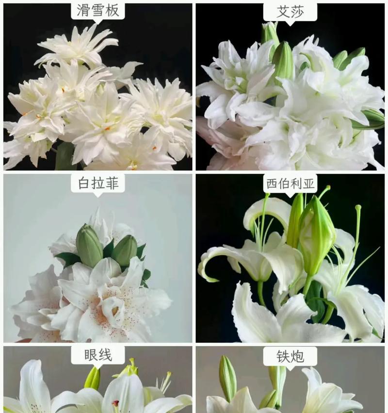 花语大全好养的花卉有哪些？如何照料？