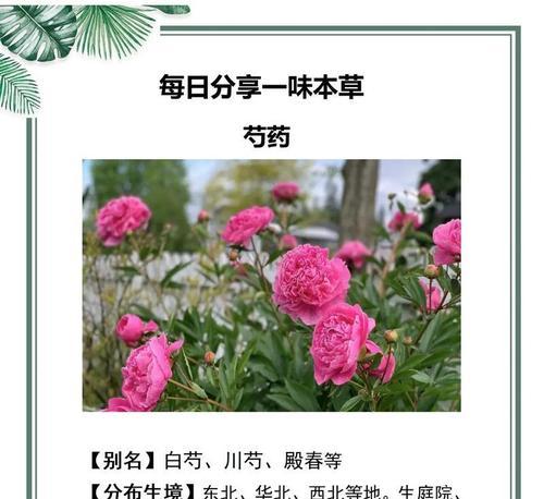 花语大全好养的花卉有哪些？如何照料？