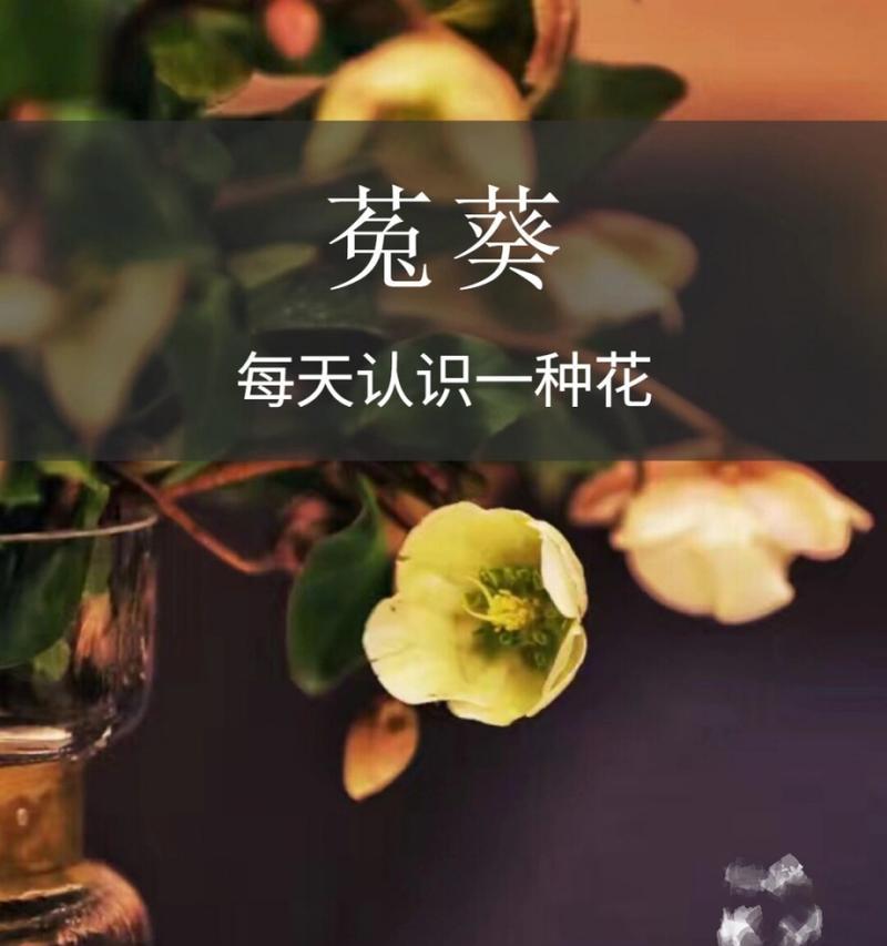 花语大全好养的花卉有哪些？如何照料？