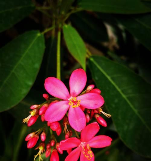 水稻花的花语是什么？在农业文化中有何意义？
