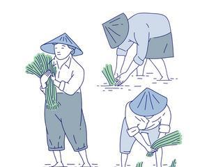 水稻花的花语是什么？在农业文化中有何意义？