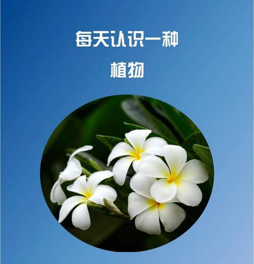 花语形容卑微的花卉有哪些？它们的象征意义是什么？