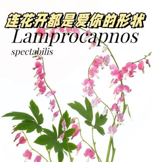 花语形容卑微的花卉有哪些？它们的象征意义是什么？