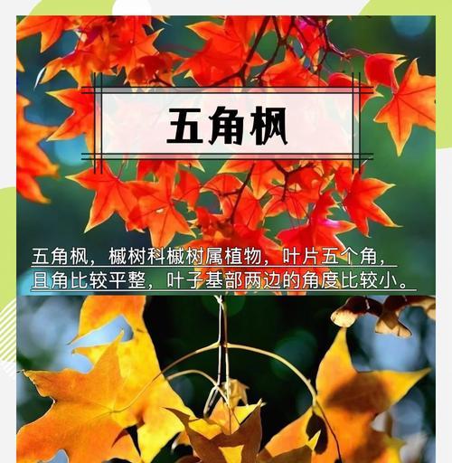 清枫树的花语有何特别之处？适合什么场合？