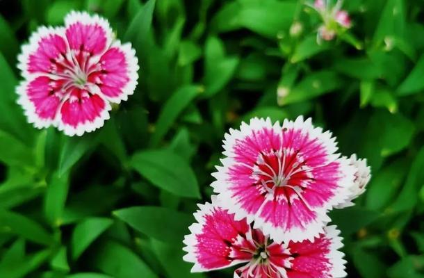 石竹球的花语有何深意？适合哪种场合？
