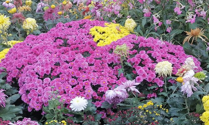 黑底菊花花语是什么？它在花语中代表什么？