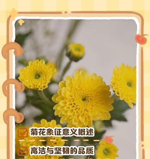 黑底菊花花语是什么？它在花语中代表什么？