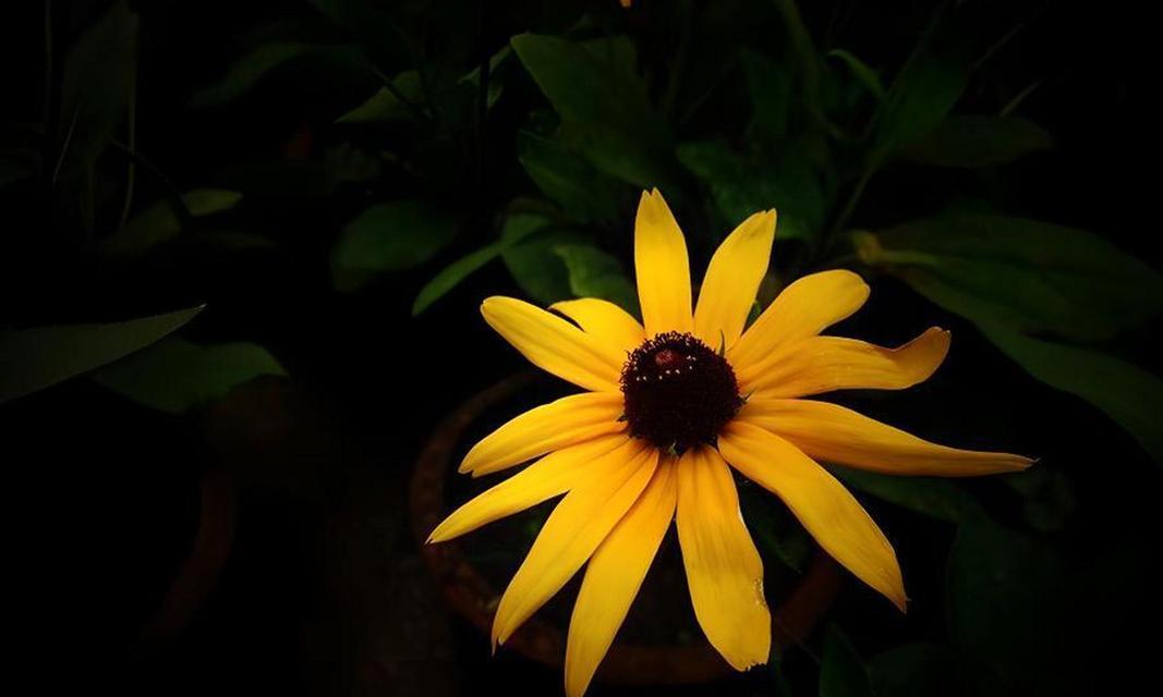 黑底菊花花语是什么？它在花语中代表什么？