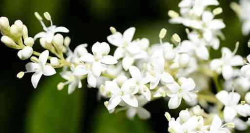 琉璃菊的花语是什么？它在花语中代表什么？
