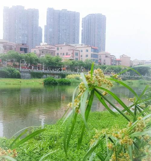 风车草的花语是什么？它在花语中代表什么？