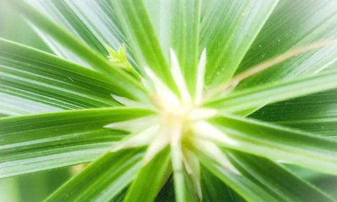 风车草的花语是什么？它在花语中代表什么？