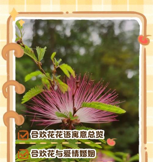 花语死别的花有哪些？它们的象征意义是什么？