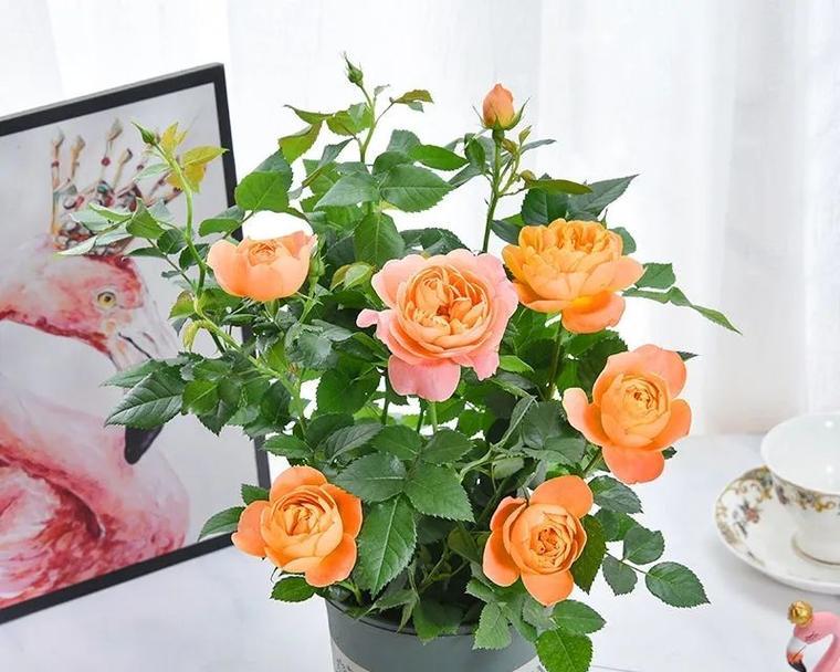 月季花语代表什么？如何用月季表达歉意？