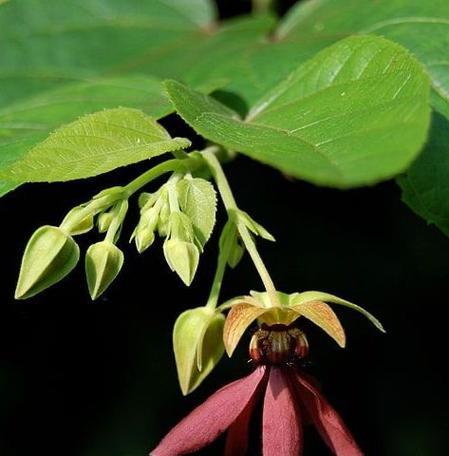 木本植物有哪些花语？它们各自代表什么含义？
