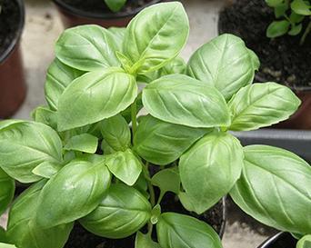 木本植物有哪些花语？它们各自代表什么含义？