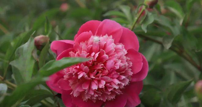 碧莲花的花语是什么？它在不同文化中有何寓意？