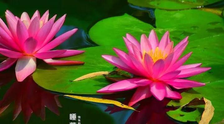 碧莲花的花语是什么？它在不同文化中有何寓意？
