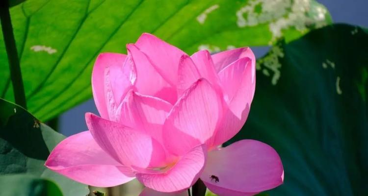 碧莲花的花语是什么？它在不同文化中有何寓意？