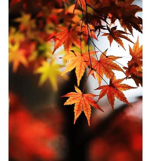枫树的花语有哪些？它们在自然界中象征着什么？