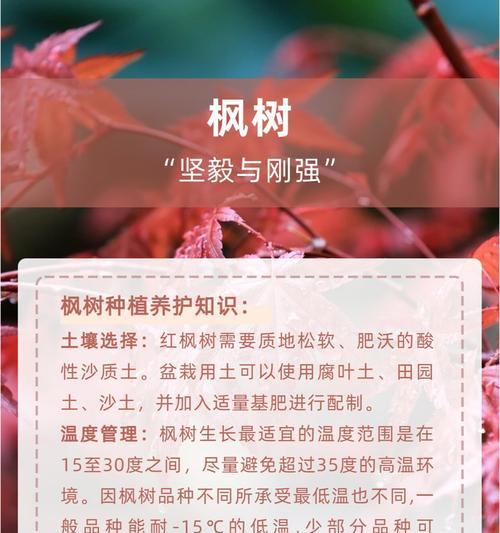 枫树的花语有哪些？它们在自然界中象征着什么？