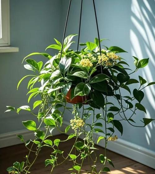 绿吊兰的花语是什么？它在室内植物中代表什么？