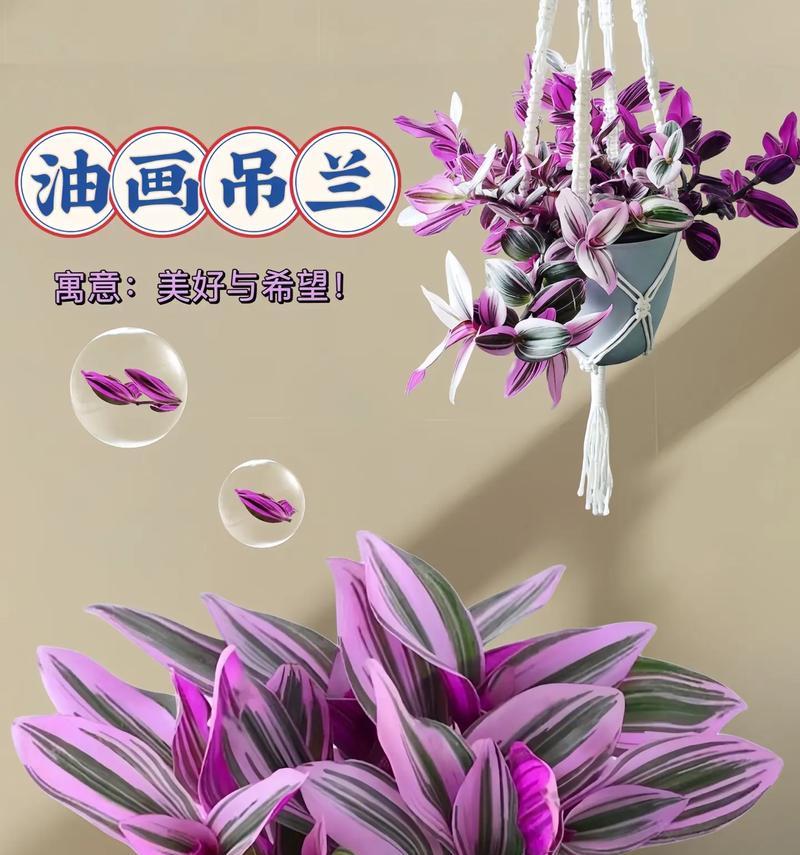 绿吊兰的花语是什么？它在室内植物中代表什么？