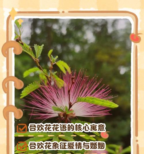 哪种花的花语代表改变？它如何影响人们的情感？