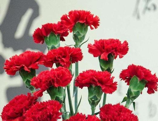 大红花的花语是什么？它在花卉中象征着什么？