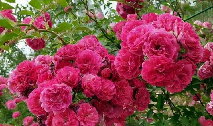 大红花的花语是什么？它在花卉中象征着什么？