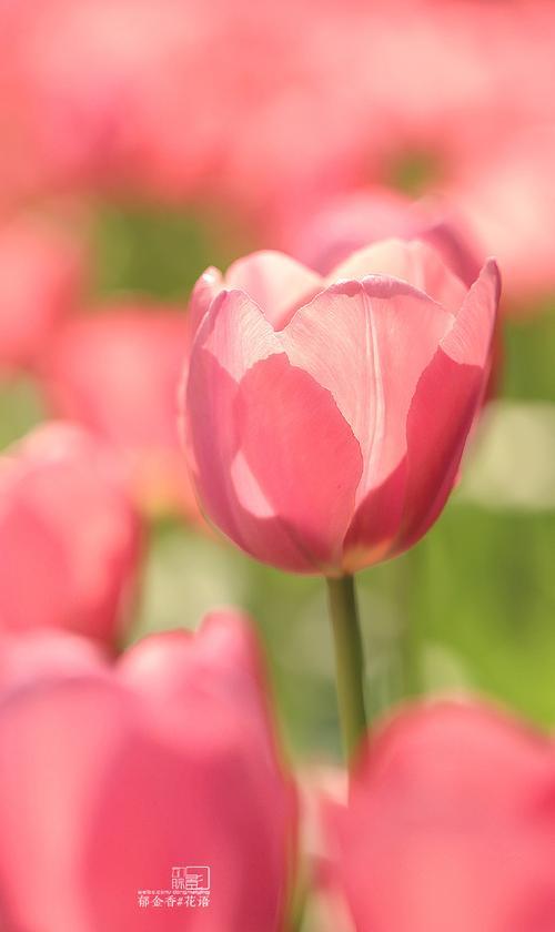 金香花的花语是什么？它在花语中有哪些特别含义？