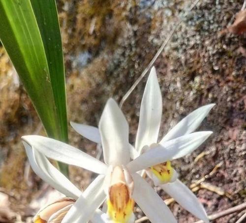 红石楠花的花语是什么？它在植物界中象征着什么？