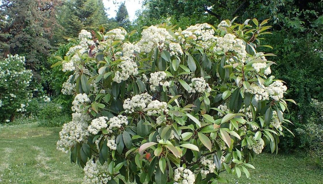 红石楠花的花语是什么？它在植物界中象征着什么？