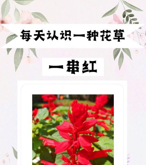 大灯笼果的花语有哪些？它在花卉中代表什么？