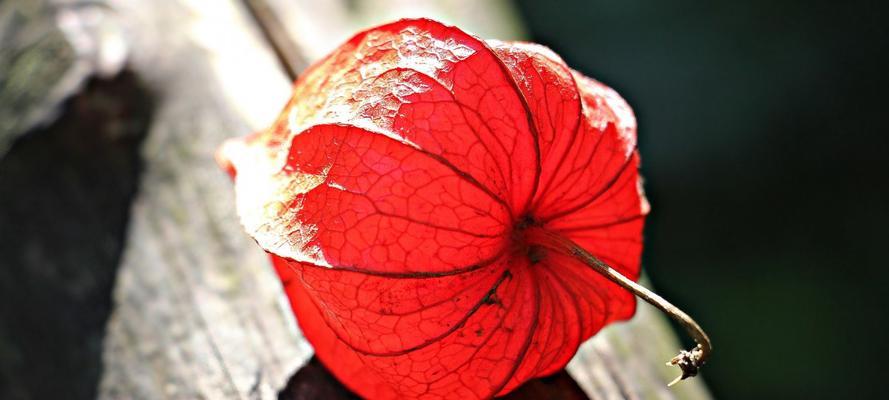 大灯笼果的花语有哪些？它在花卉中代表什么？