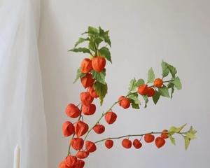 大灯笼果的花语有哪些？它在花卉中代表什么？