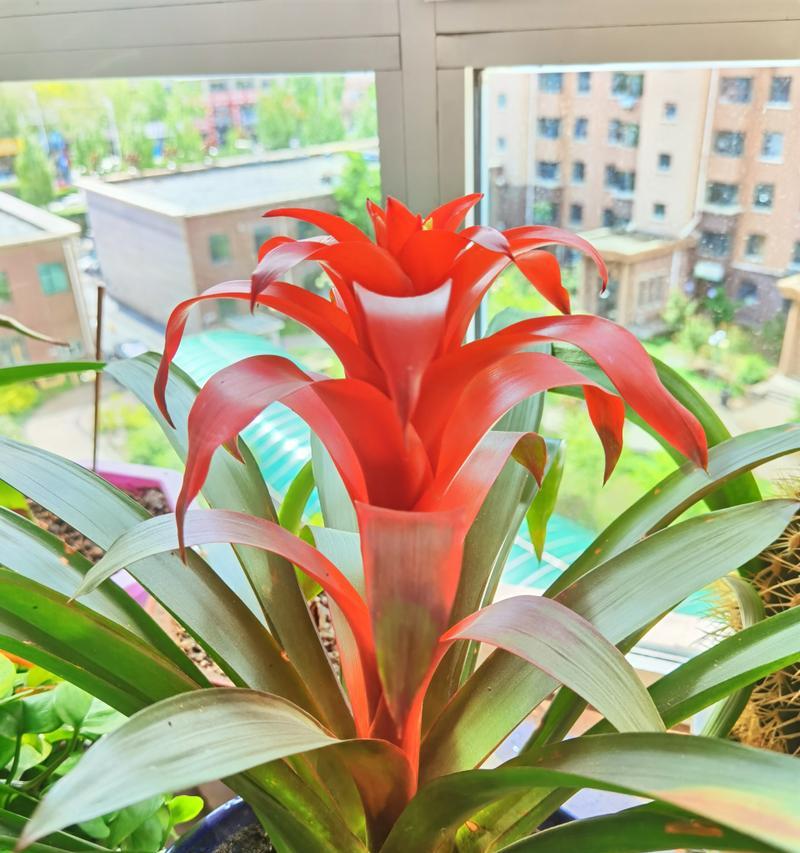 凤梨花的花语是什么？它有哪些不同的含义？